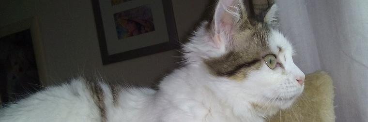 CATFrome's profile banner image