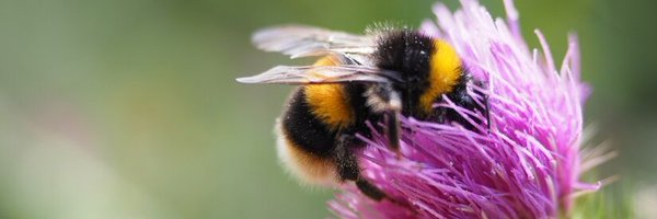 EvaCraneTrust Profile Banner