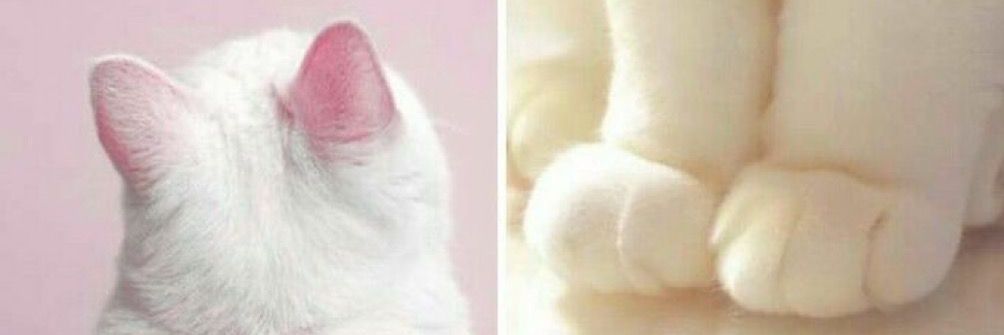 X With Cat ꧁IP꧂ banner