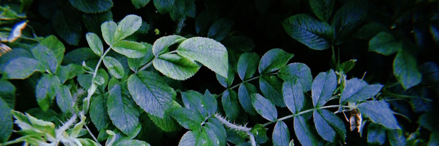 axmanovaa's profile banner image