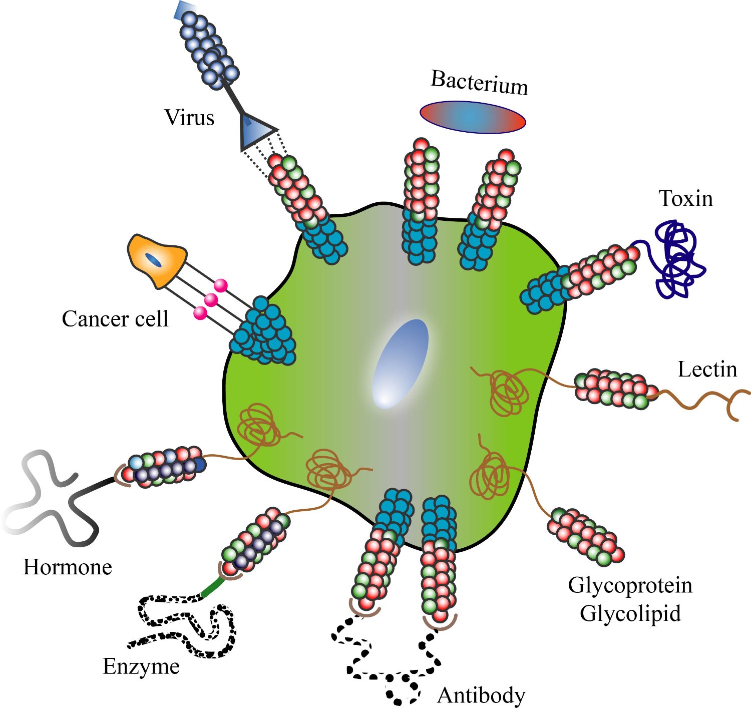 Basudeb Mondal banner