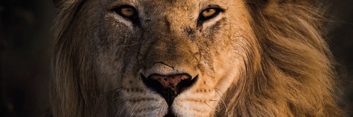 cobe_612's profile banner image