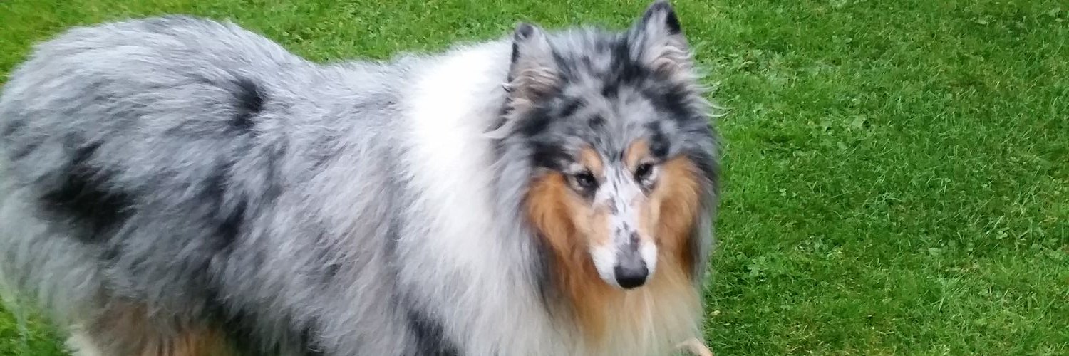 TomsettTim's profile banner image