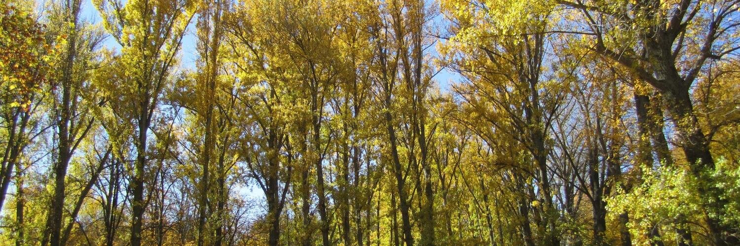 Enrique Angulo banner