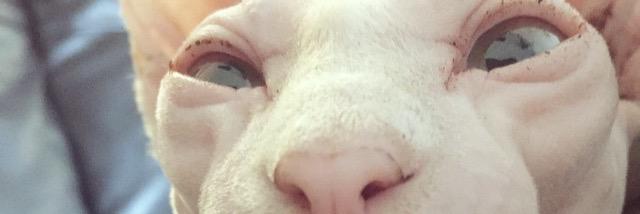 billythckid's profile banner image