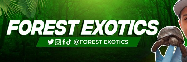 ForestExotics Profile Banner