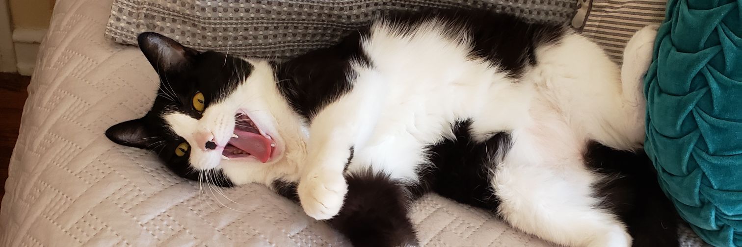 Deb Bush 🦌 🌻 banner