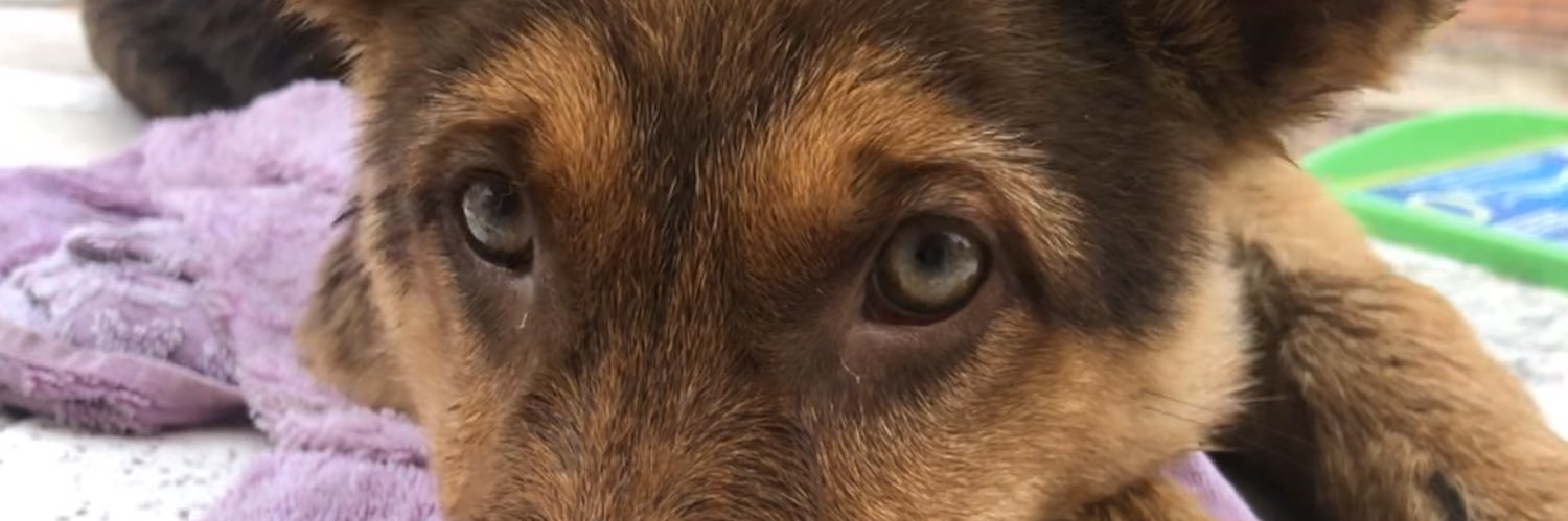 LuliCabeda's profile banner image