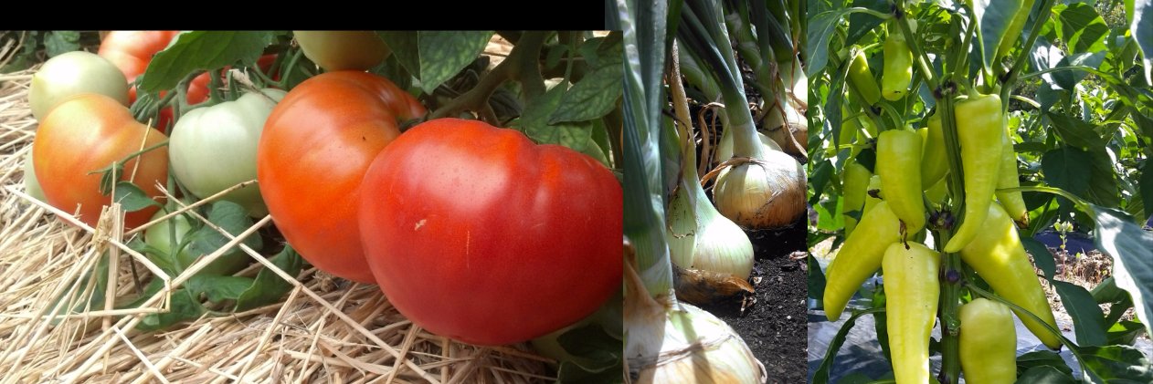 CCE Cornell Veg Prog banner