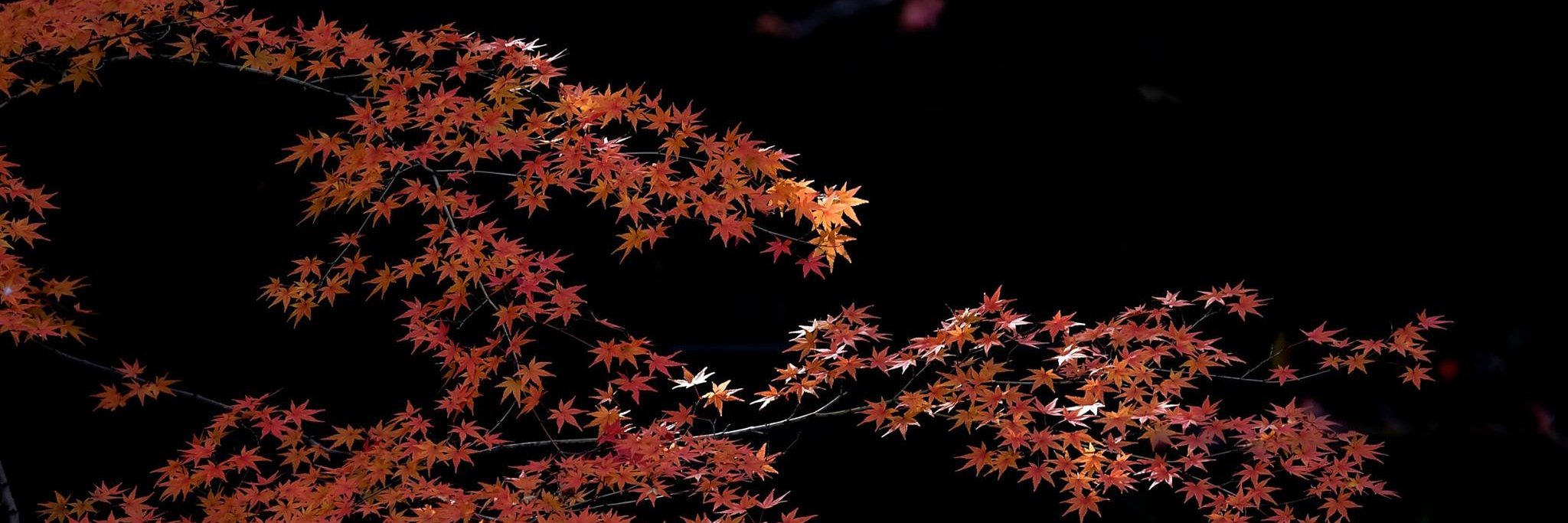 stmsy's profile banner image