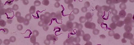 Joseph Ndung'u banner