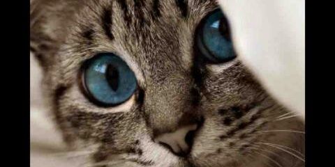sefinha54's profile banner image