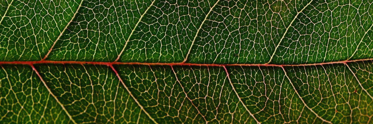 Varicose Veins Fix banner