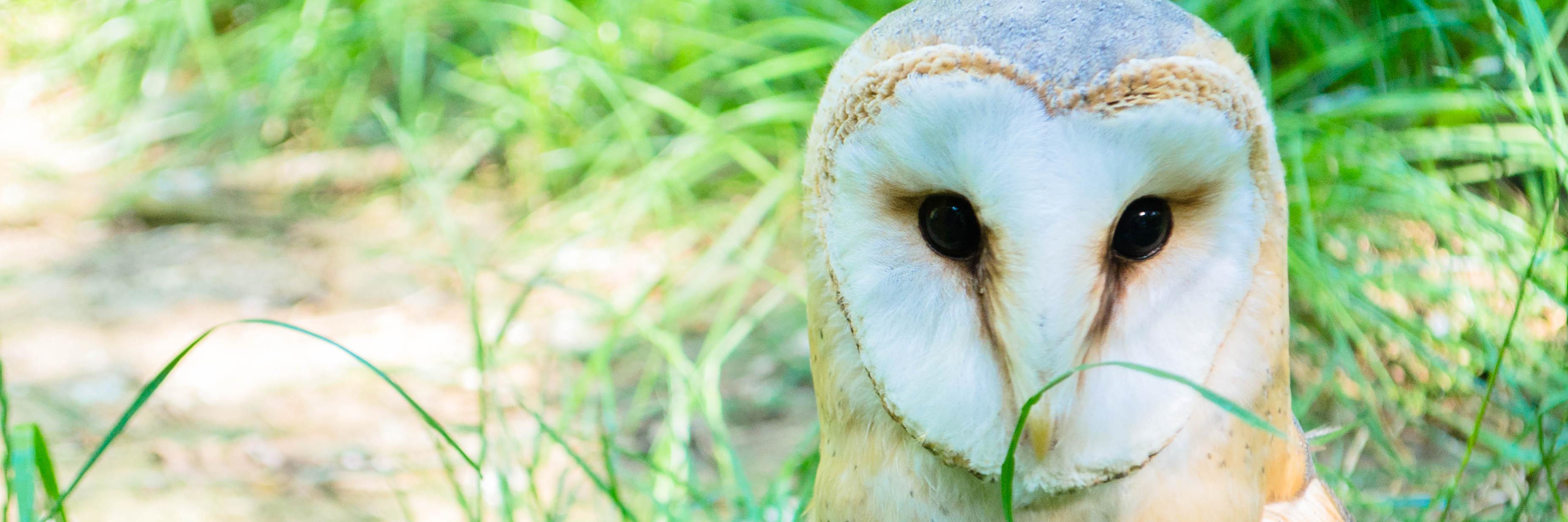 owl_foundation's profile banner image