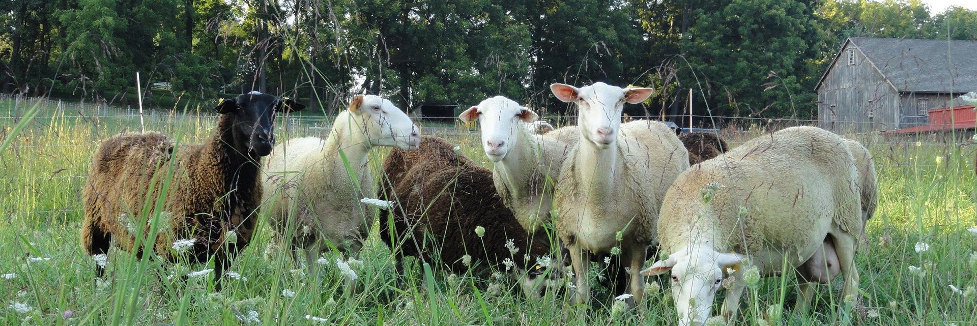 Meadowset Farm banner