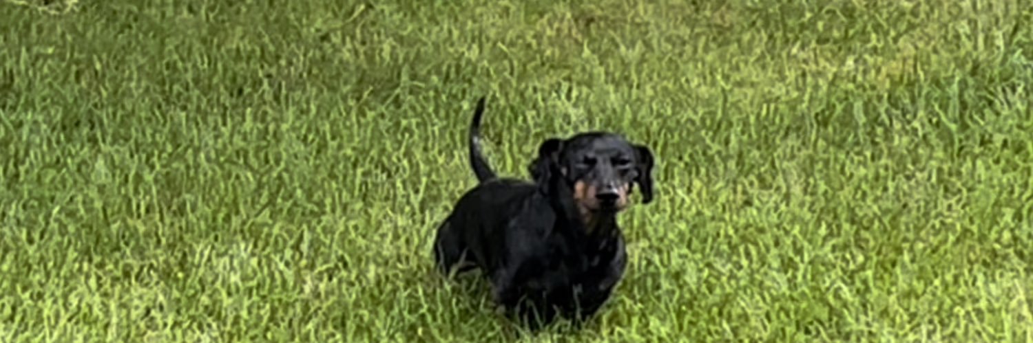 haiileybean's profile banner image
