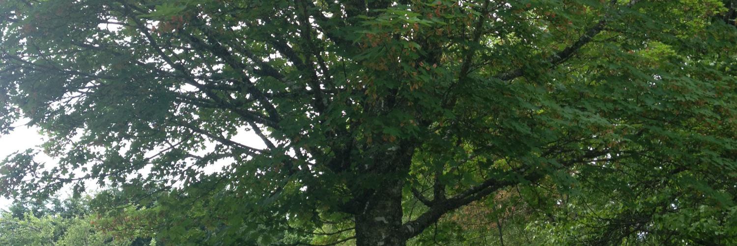 Moningen banner