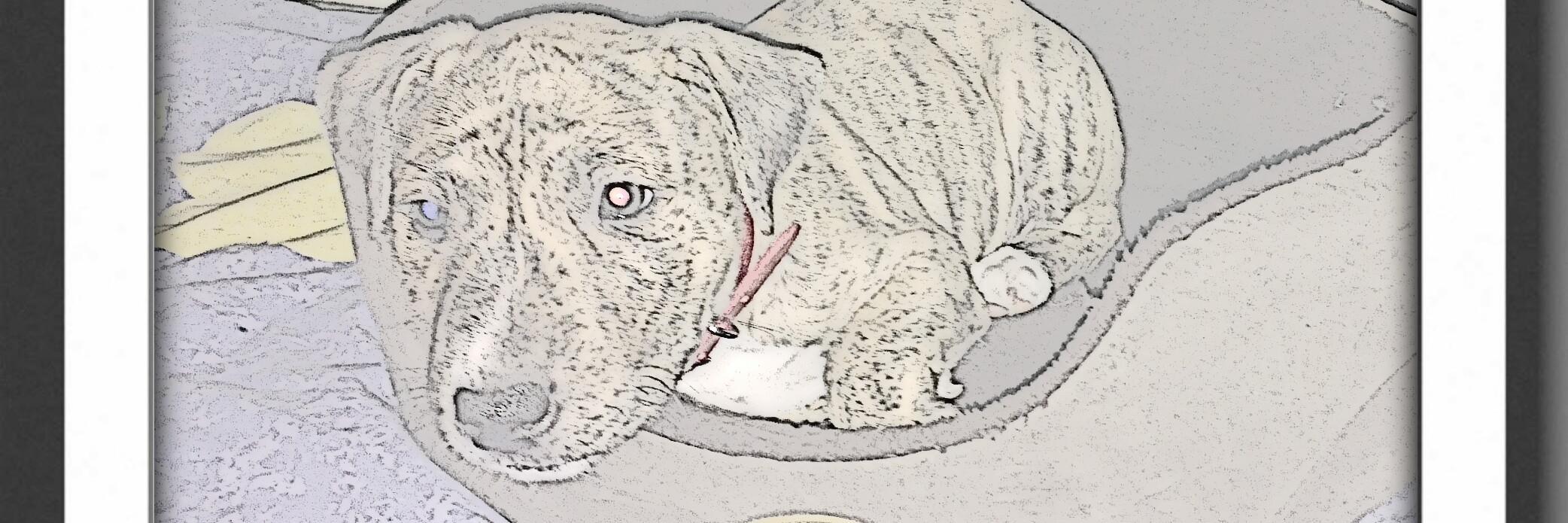 PurrrdyPanda's profile banner image