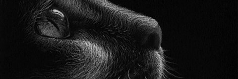 coldexltda's profile banner image