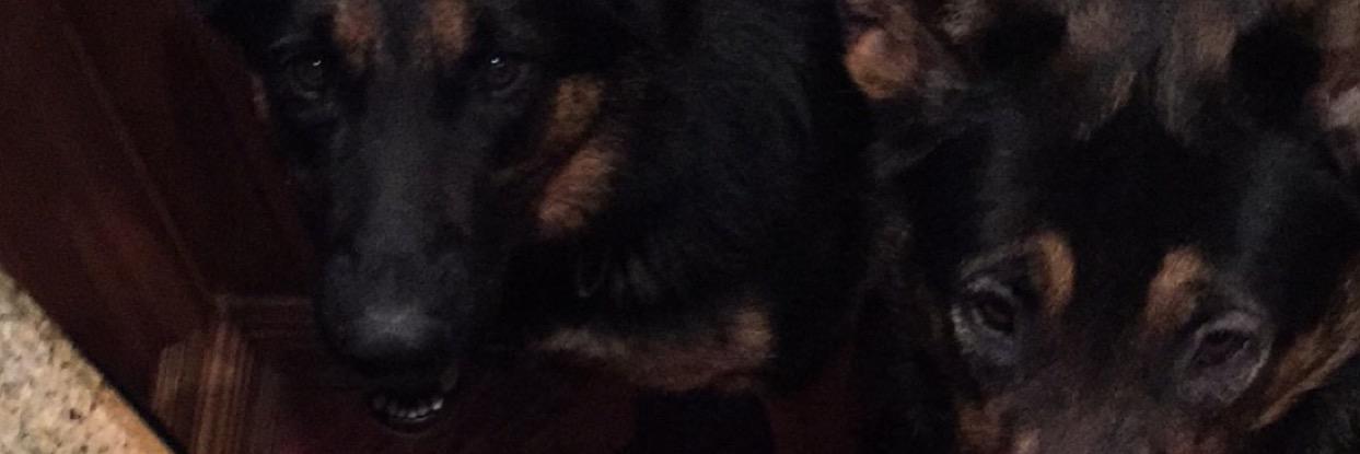 Kalogianis_Dogs's profile banner image