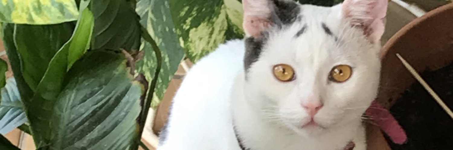 tttrashie's profile banner image