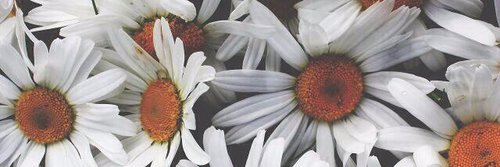 maiberrios1's profile banner image