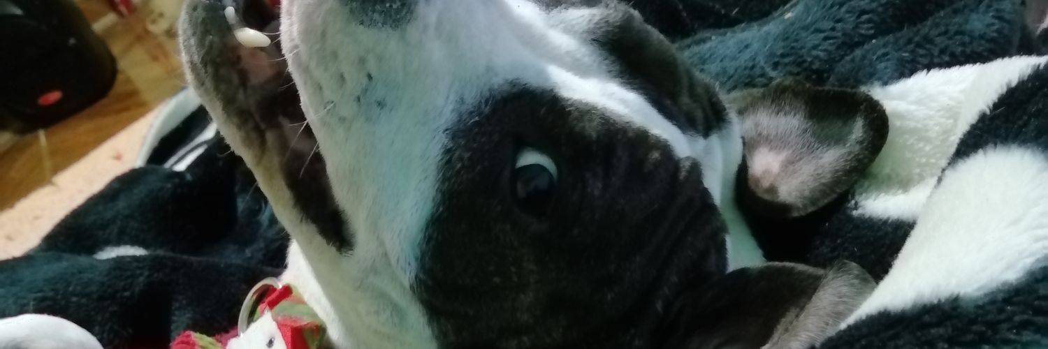karolinagomez17's profile banner image