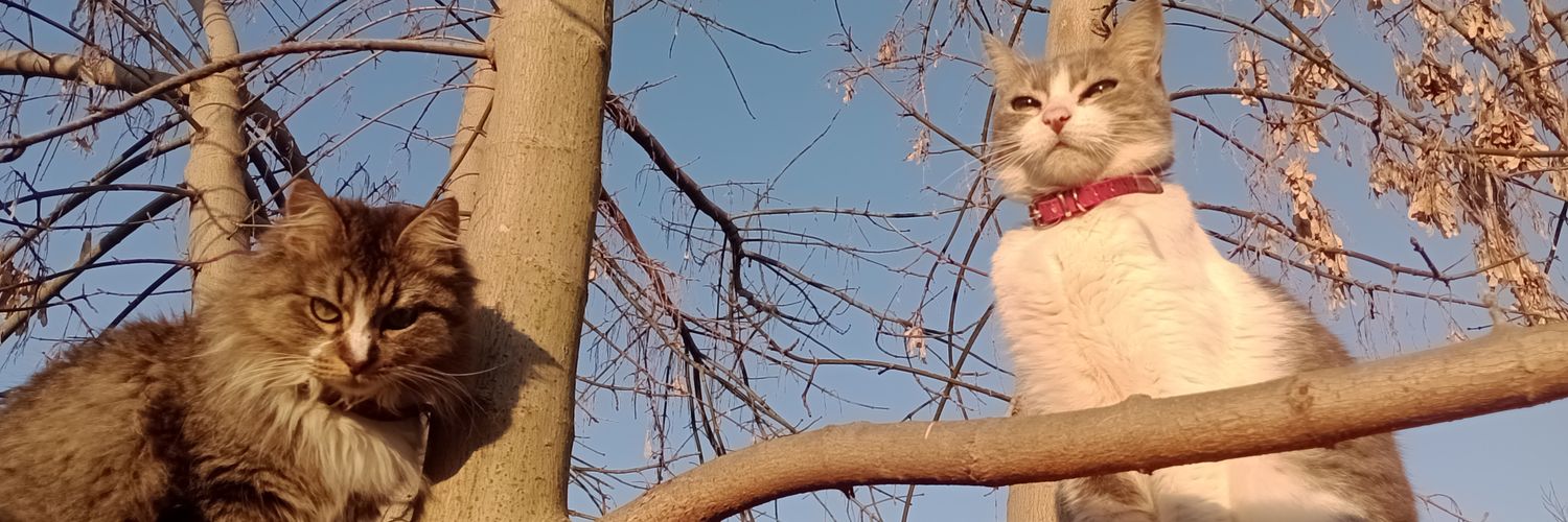 LuciaDaiana_'s profile banner image