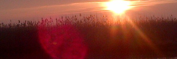 FlaviaBustreo Profile Banner