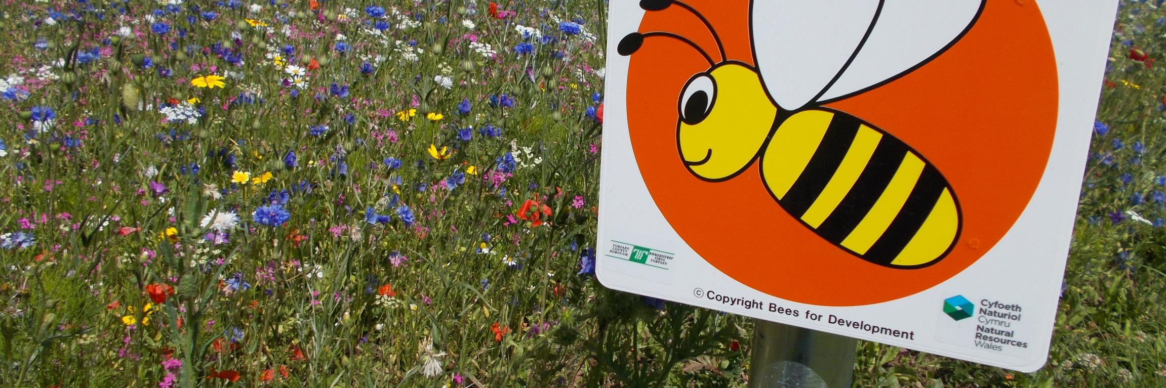 TorfaenEcology's profile banner image