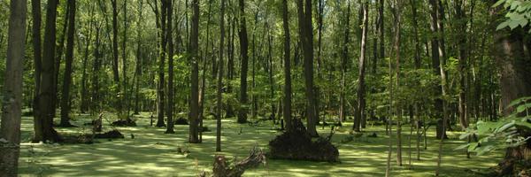 InsectCop Profile Banner