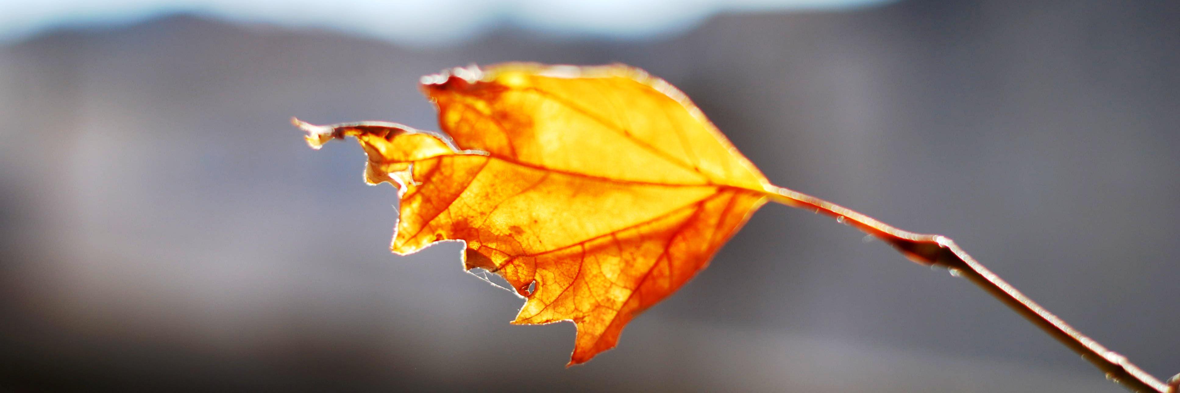 Coelho Stéphanie banner
