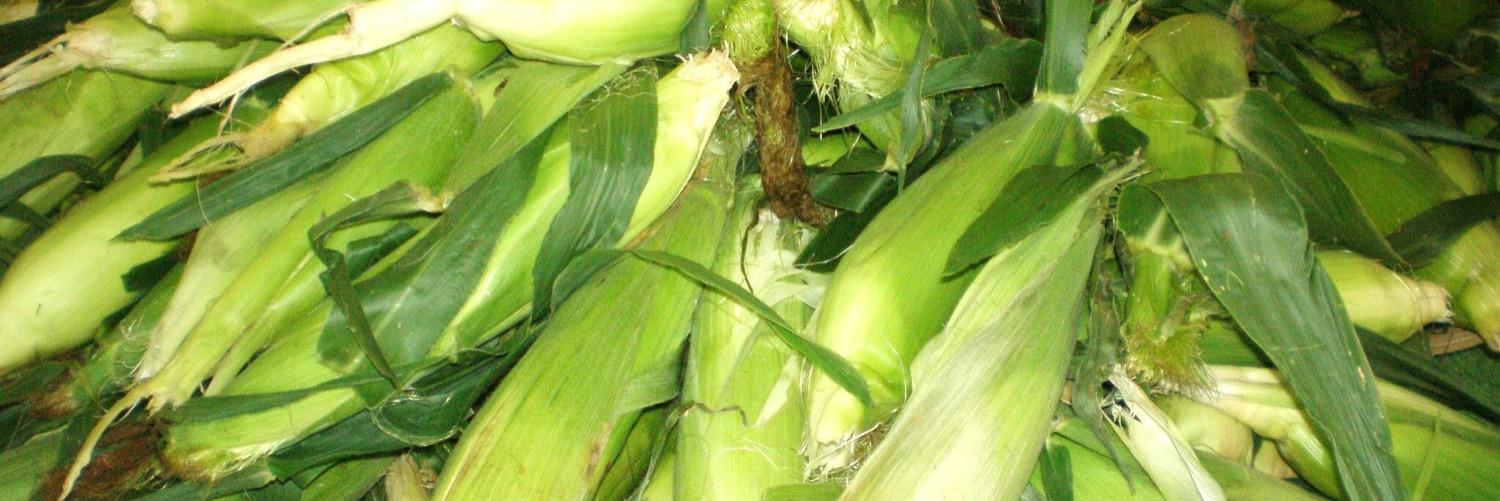FarmToStudent's profile banner image