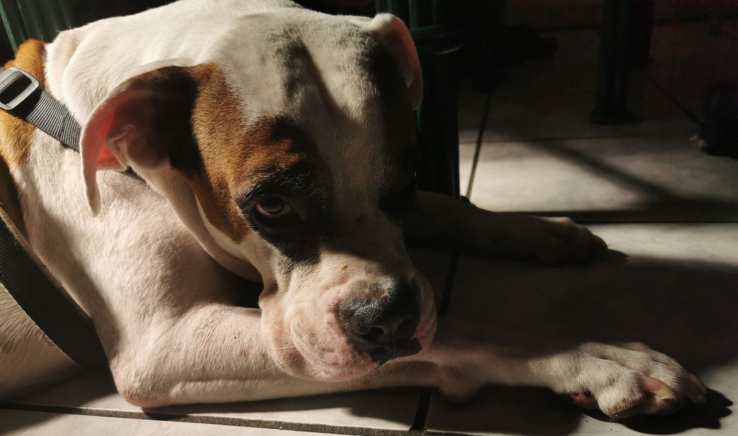 Rafael Lemus 🇸🇻 Pro 🇺🇦 banner