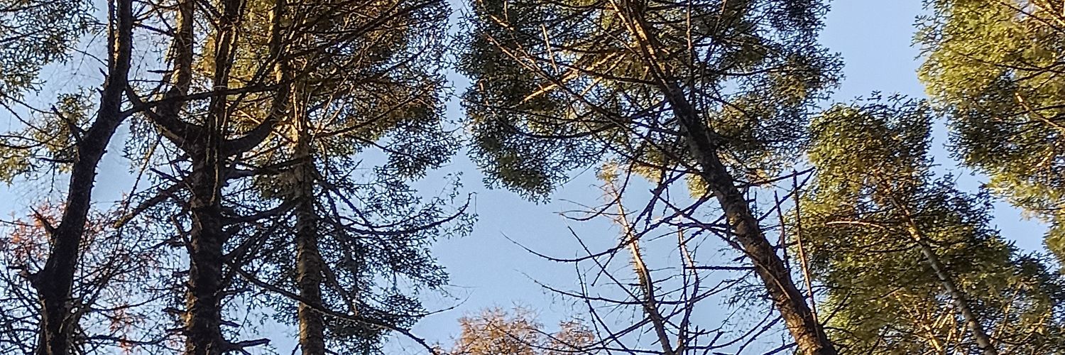 SH_Camarena's profile banner image
