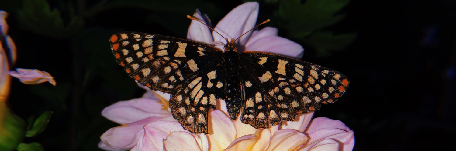BrooklynKeever's profile banner image