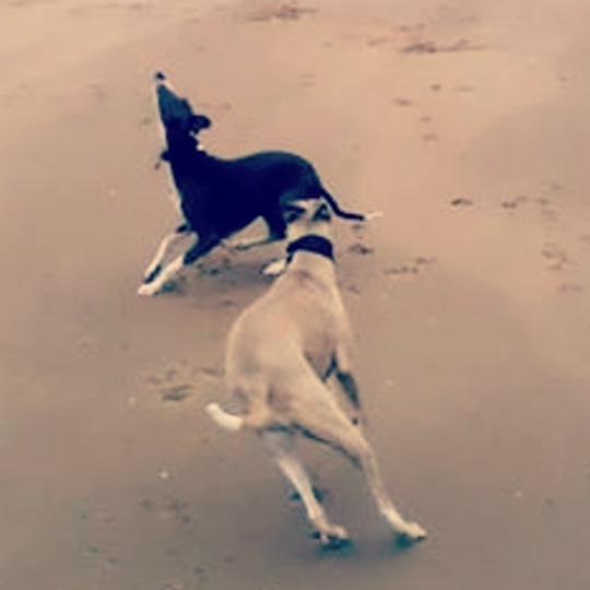 WhippetWatch's profile banner image