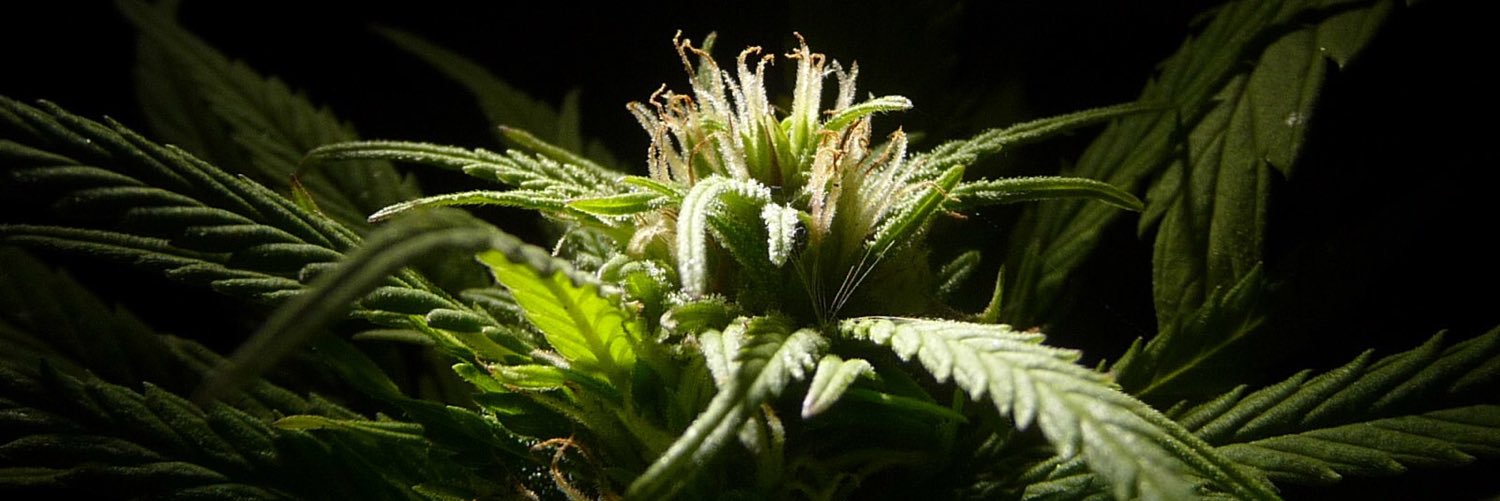 wpgrp420's profile banner image