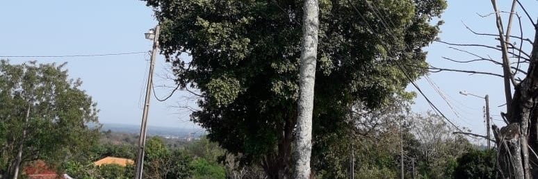 Oscar Vera banner