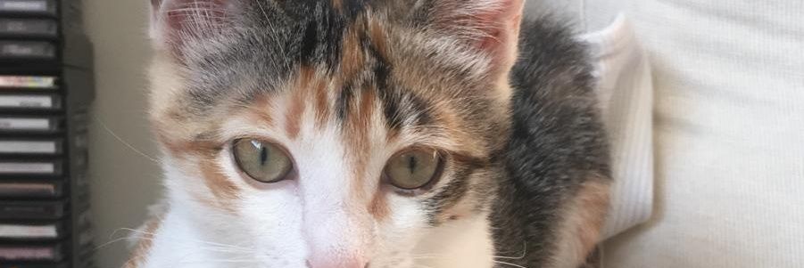 fsilvalopez48's profile banner image