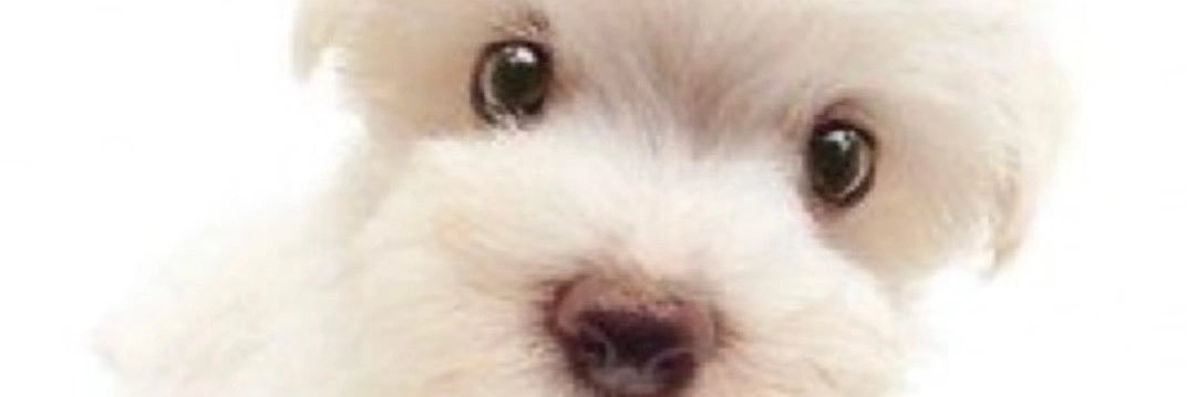 HamsterFuneral's profile banner image