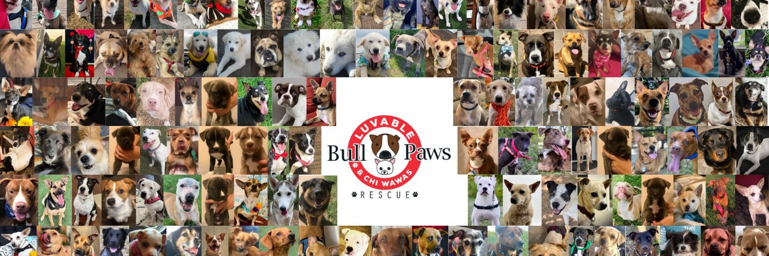 Bullluvablepaws's profile banner image