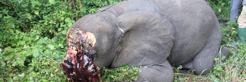 saveugandawild's profile banner image