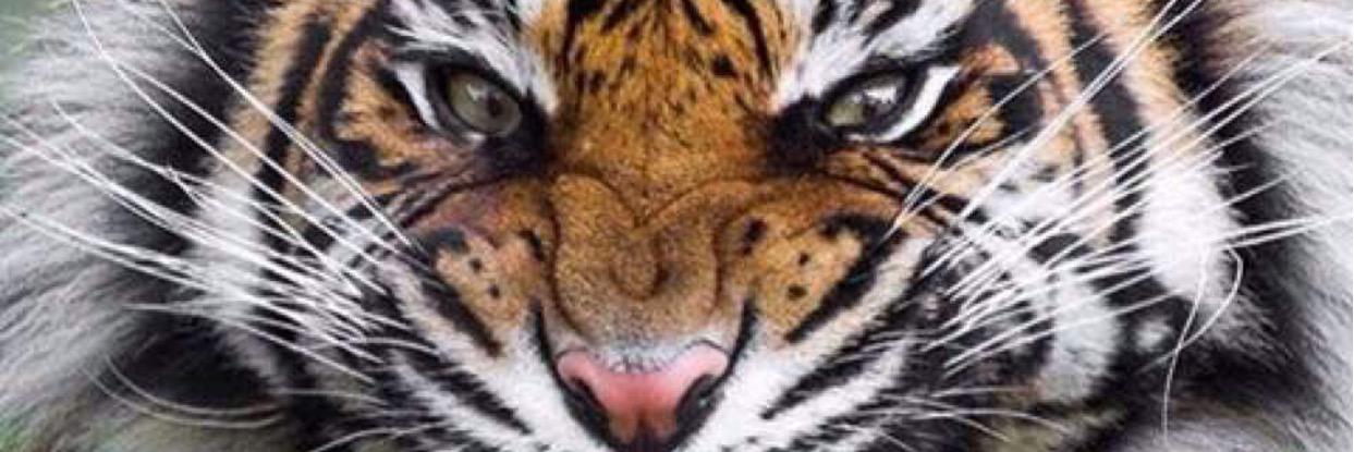 mauro73e's profile banner image