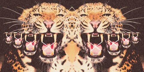 amy_bertrand's profile banner image