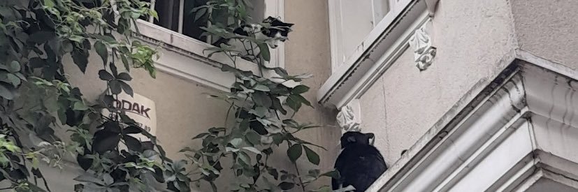 tinilaydaa's profile banner image