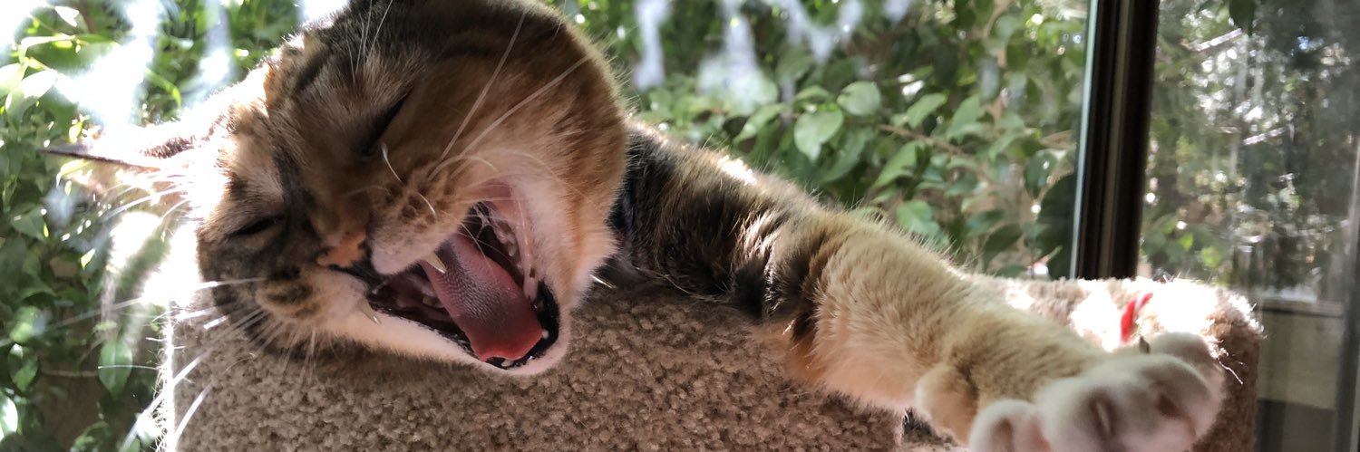 papito + sophie + their kitty banner