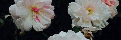 Cerisima's profile banner image