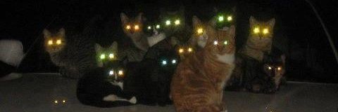 Julz banner
