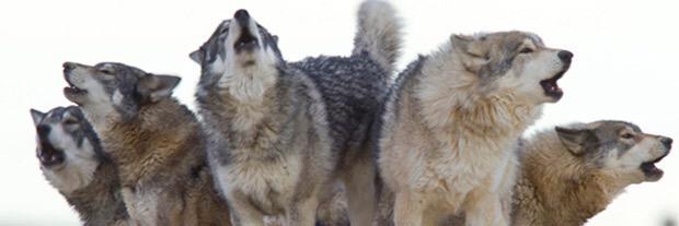 _Pack_City's profile banner image